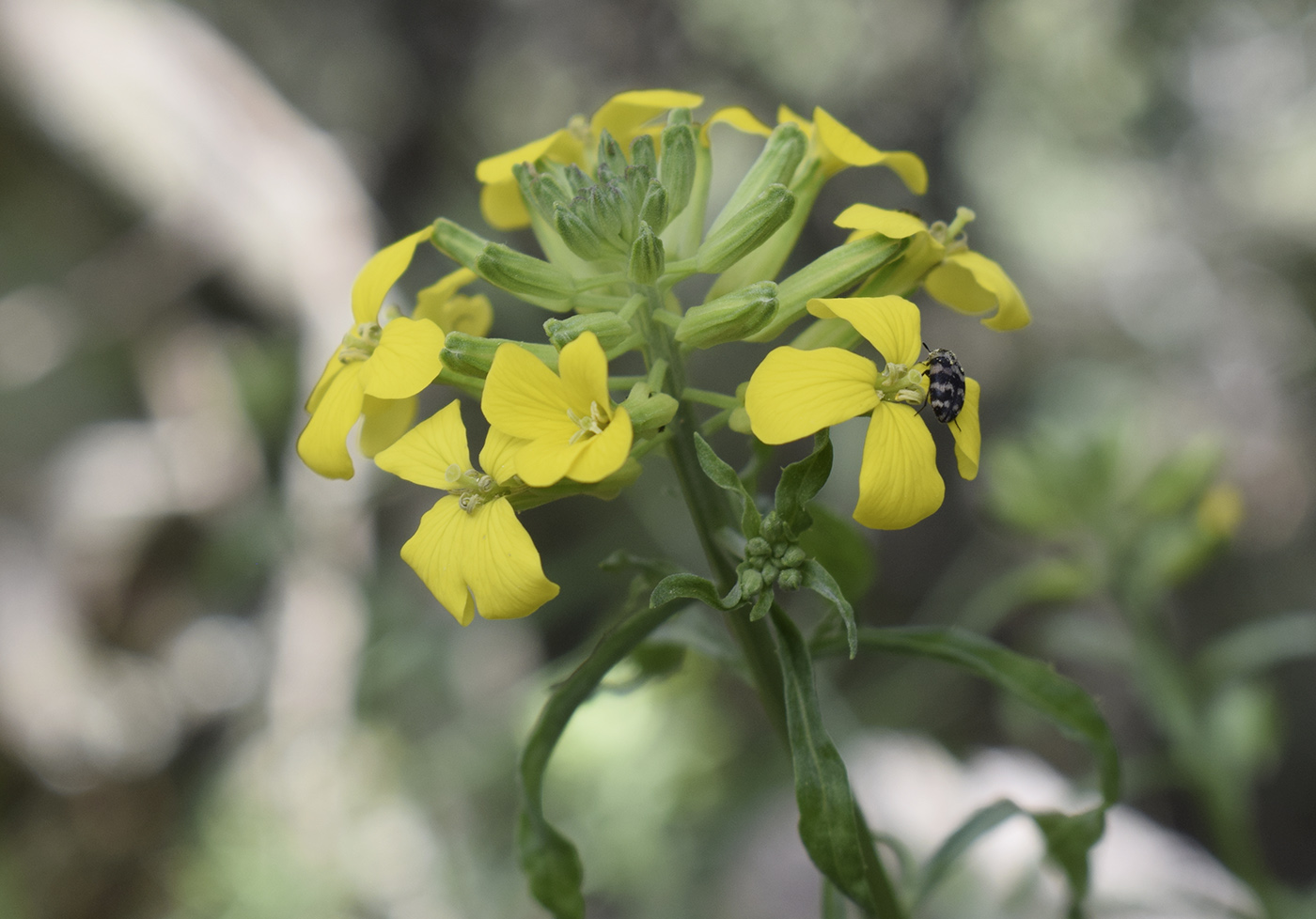 Изображение особи Erysimum ruscinonense.