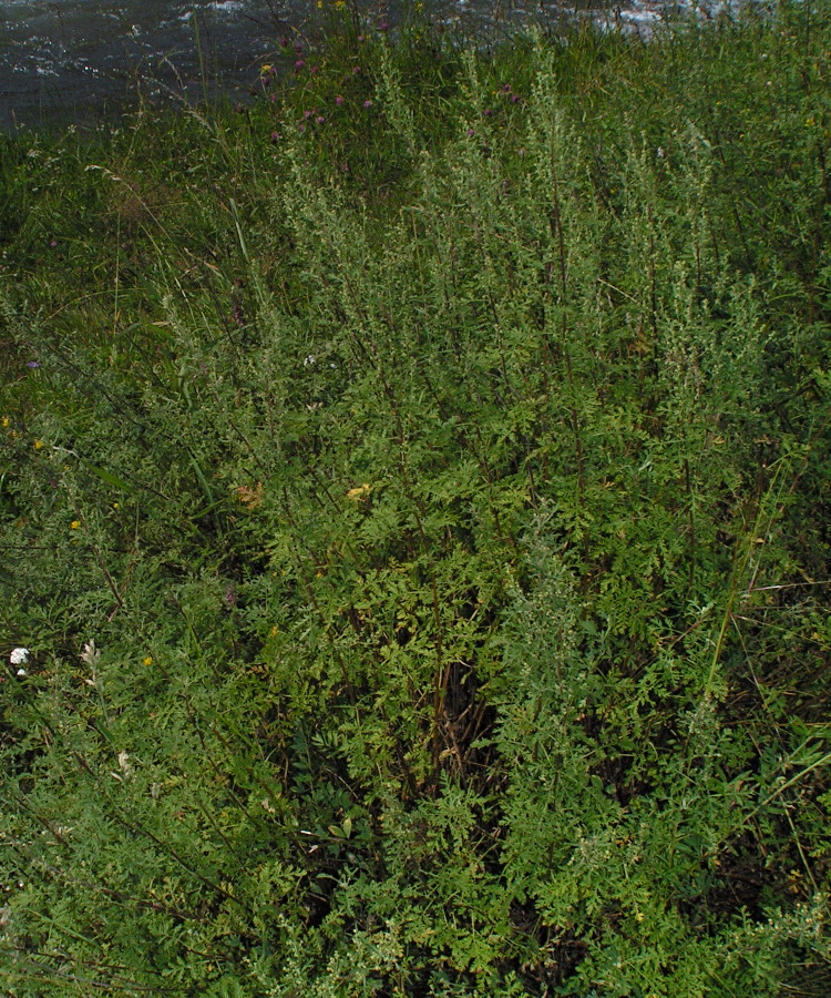 Изображение особи Artemisia stechmanniana.