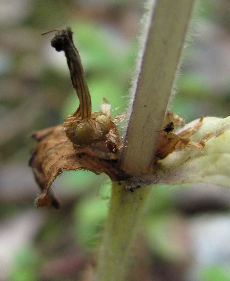 Image of Ajuga reptans specimen.