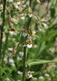 Epipactis palustris. Часть соцветия. Крым, окр. с. Зеленогорье, ущ. р. Пананьян-Узень, пойма, луговая растительность на берегу ручья. 5 июля 2020 г.