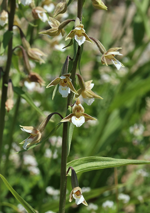 Изображение особи Epipactis palustris.