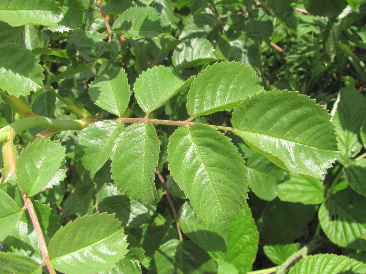 Image of genus Rosa specimen.