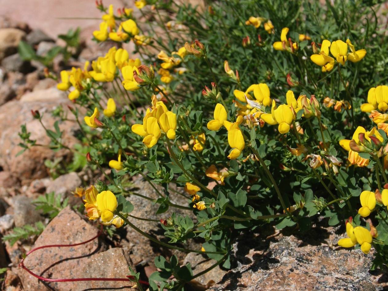 Image of Lotus ruprechtii specimen.