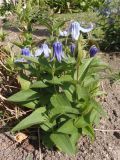 Clematis integrifolia