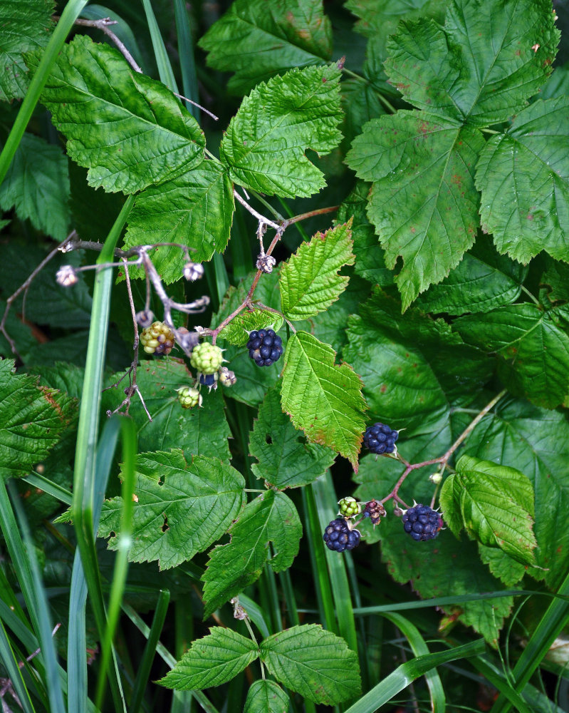 Image of Rubus caesius specimen.