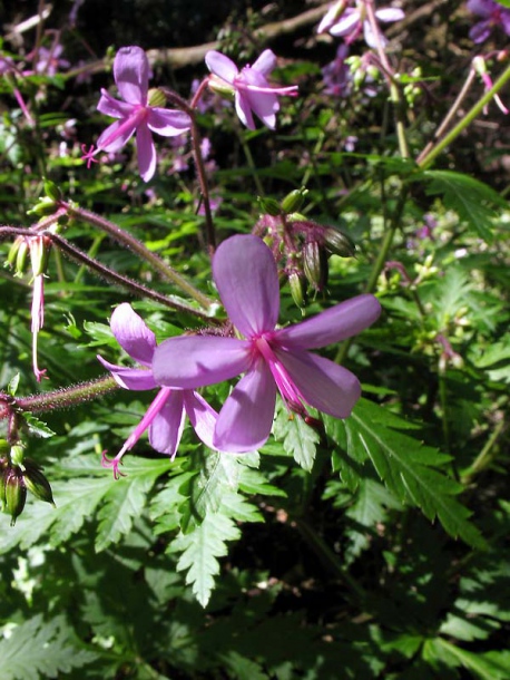 Image of Geranium reuteri specimen.