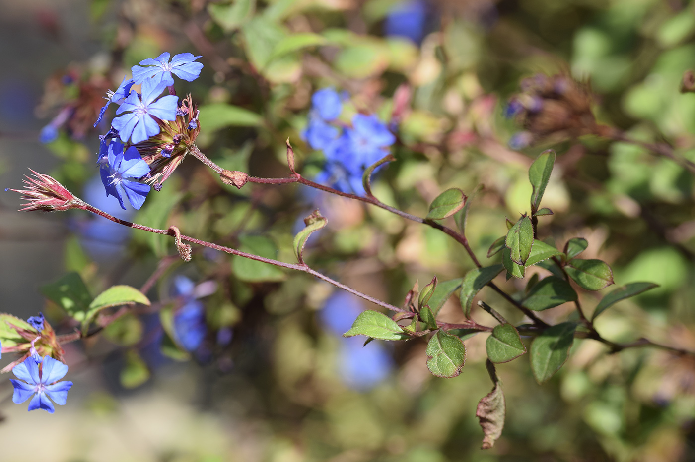 Image of Ceratostigma plumbaginoides specimen.