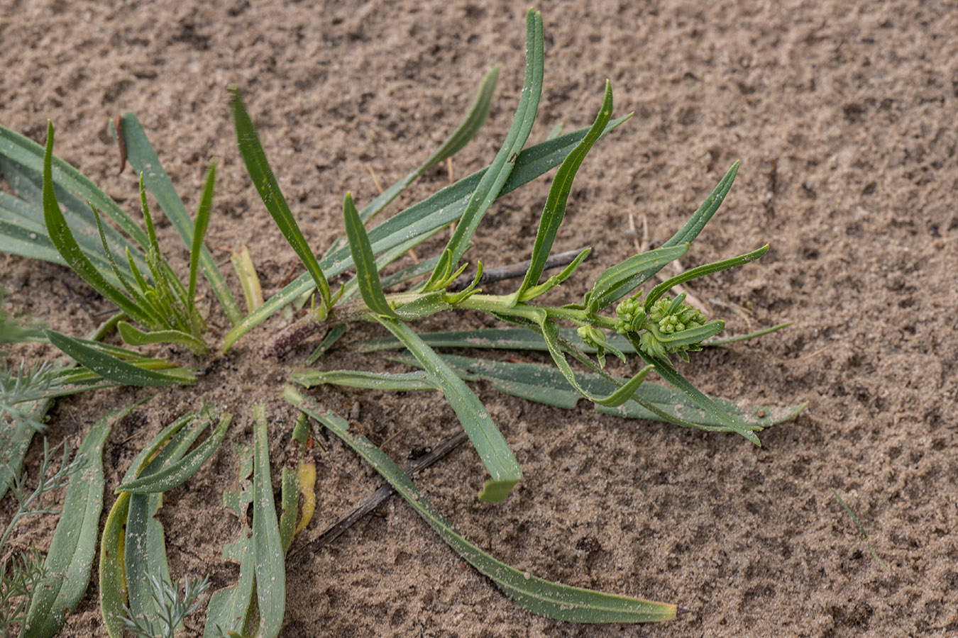 Image of genus Onosma specimen.