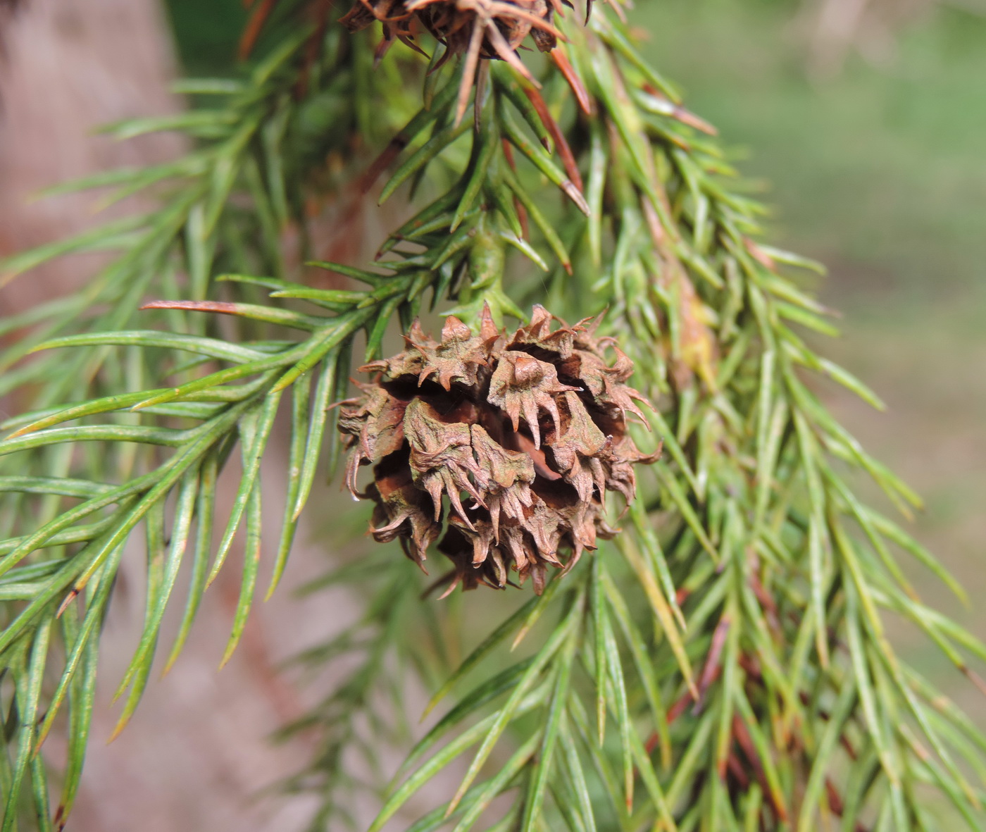 Image of Cryptomeria japonica specimen.