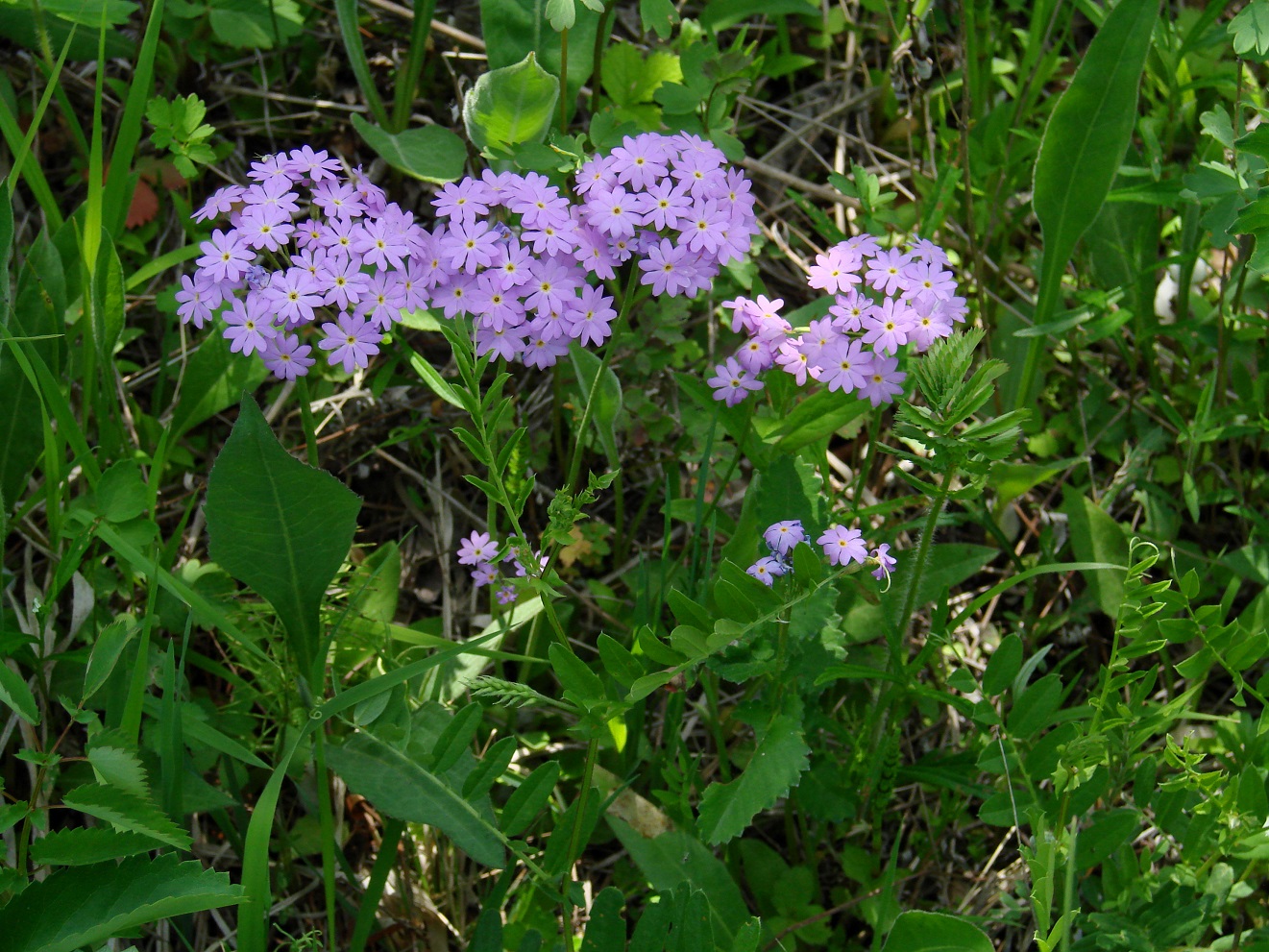 Изображение особи Primula farinosa.