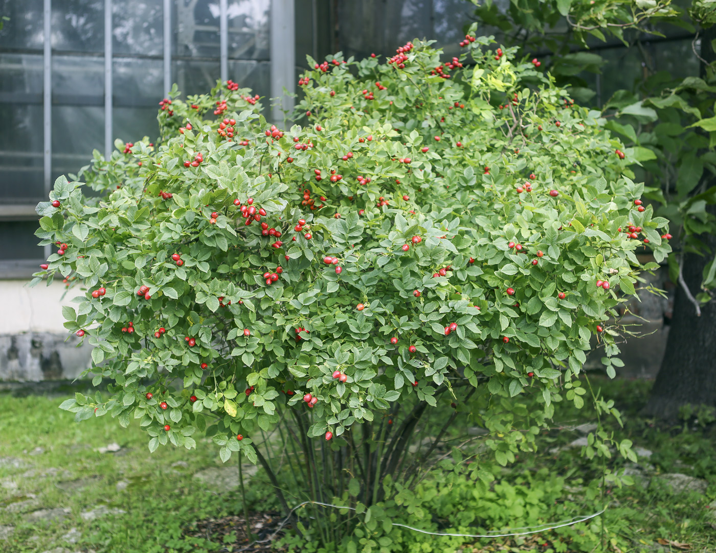 Image of Rosa canina specimen.