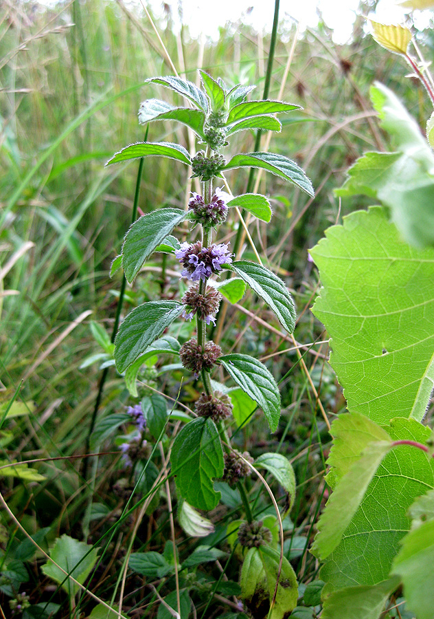 Изображение особи Mentha arvensis.