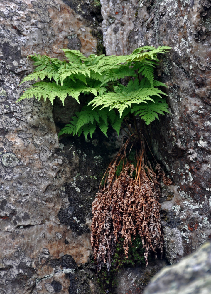 Image of Dryopteris expansa specimen.