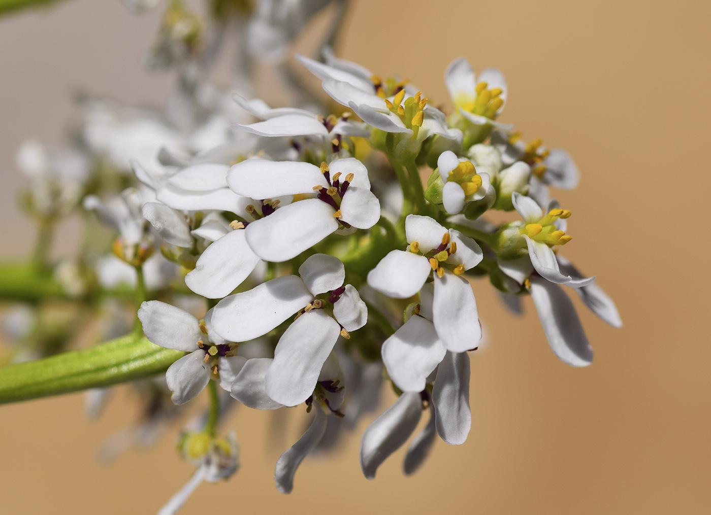 Image of Iberis sempervirens specimen.