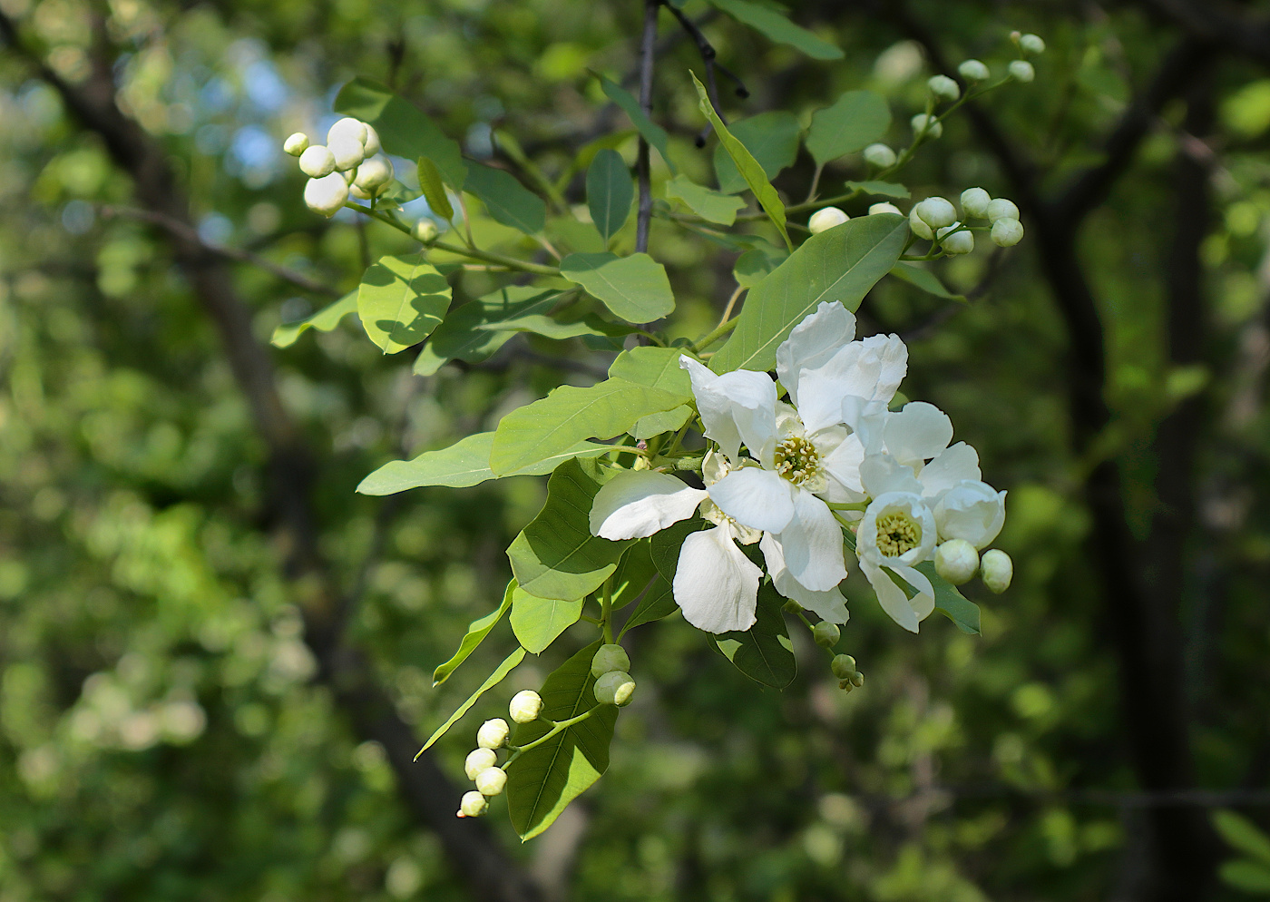 Изображение особи Pyrus zangezura.