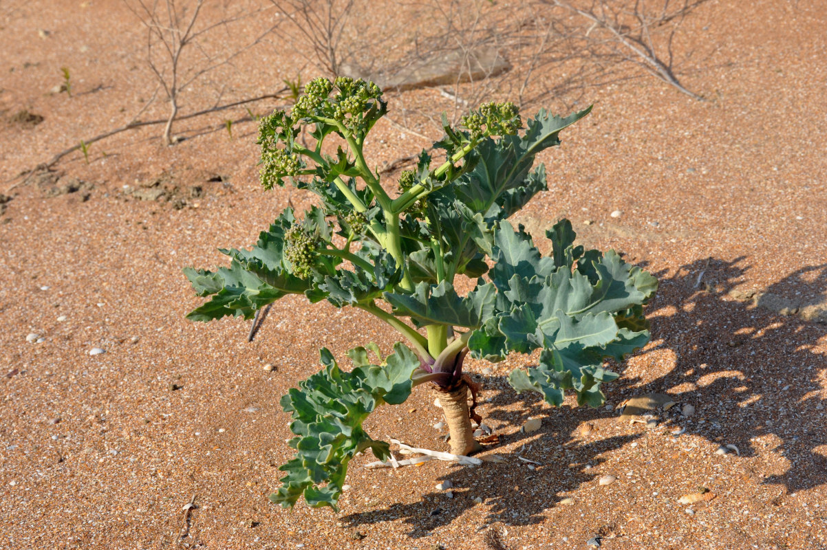 Изображение особи Crambe maritima.