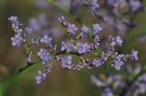 Limonium gmelinii