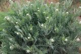 Achillea grandifolia