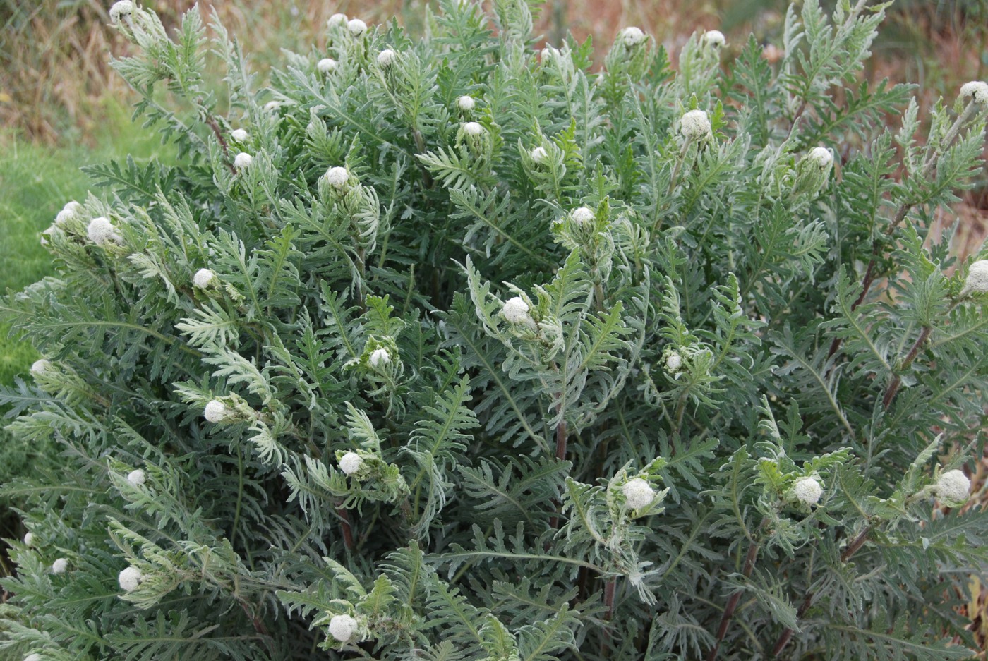 Изображение особи Achillea grandifolia.