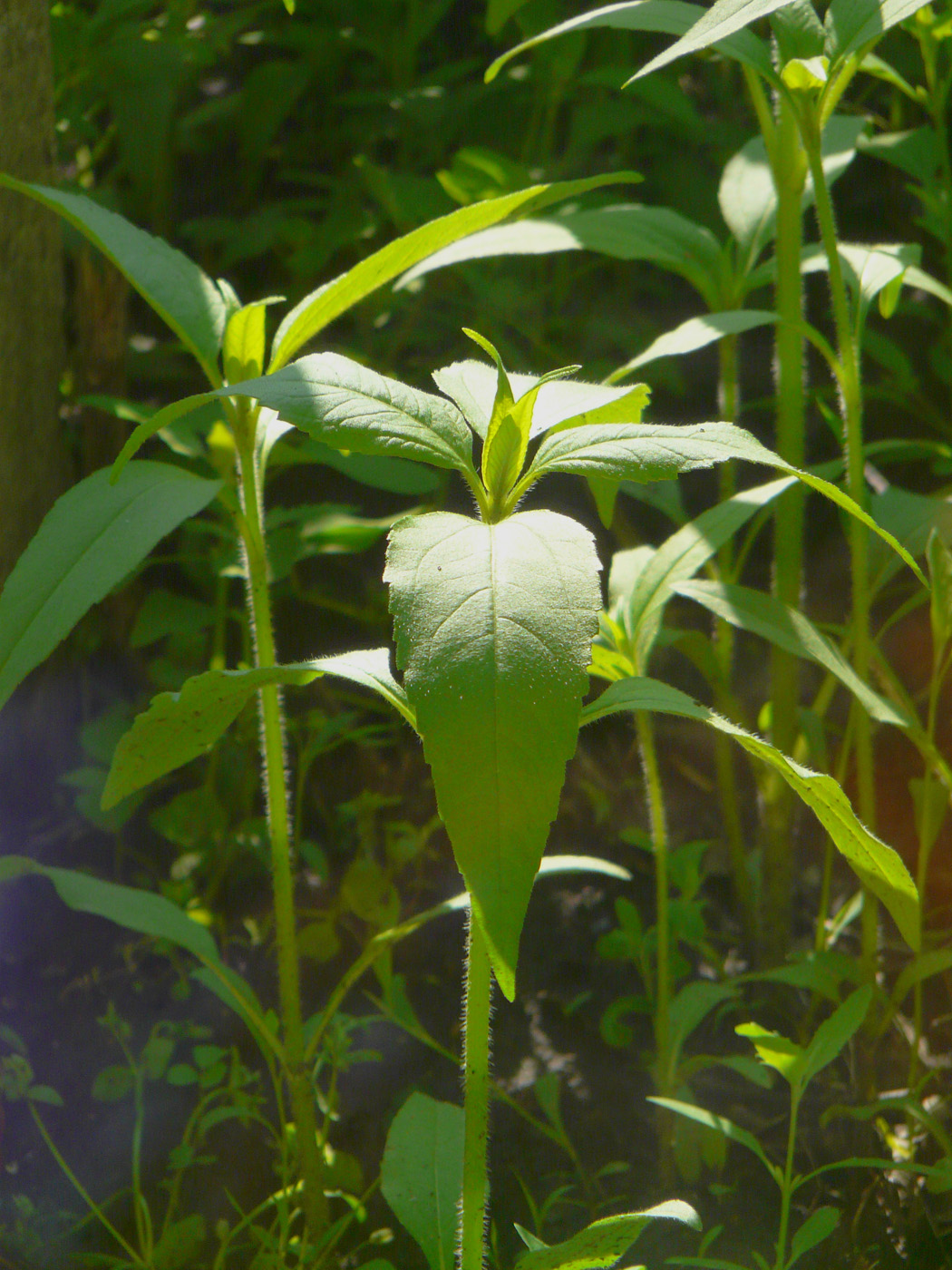 Изображение особи Helianthus tuberosus.