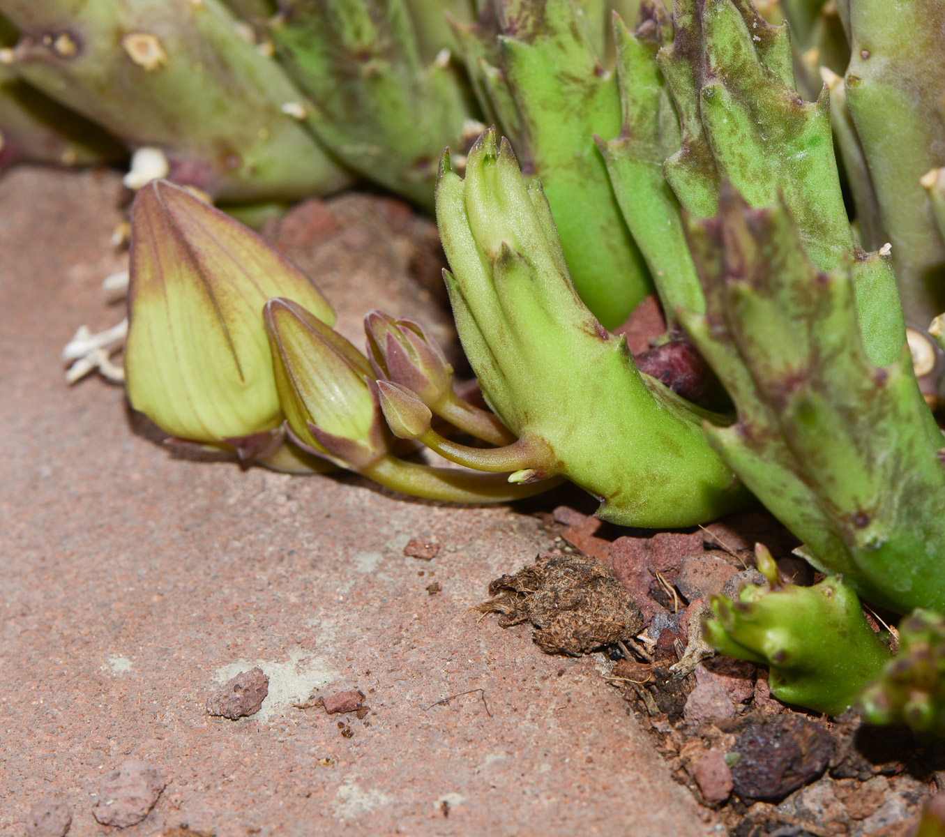 Image of genus &times; Orbelia specimen.