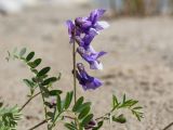 Vicia sosnowskyi