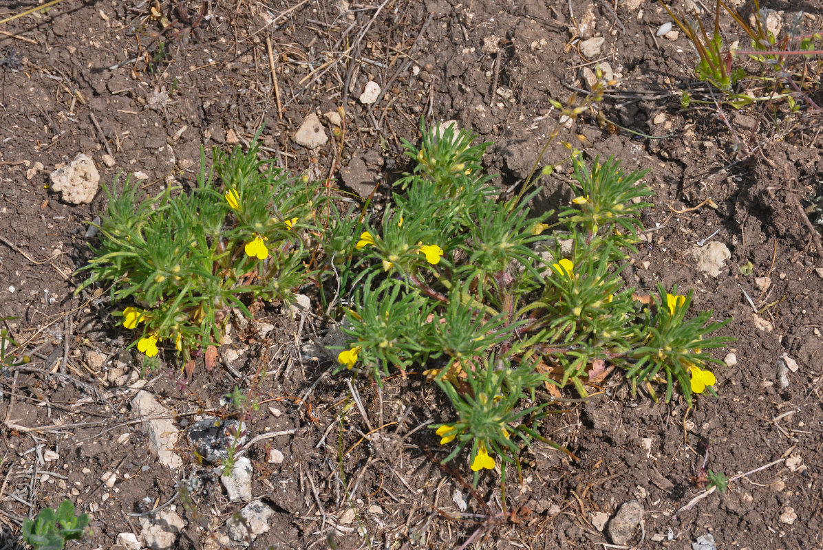 Image of Ajuga chia specimen.