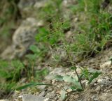 Bellevalia speciosa. Плодоносящее растение. Азербайджан, Шекинский р-н, каменистый склон отрога Главного Кавказского хребта. 18.04.2010.