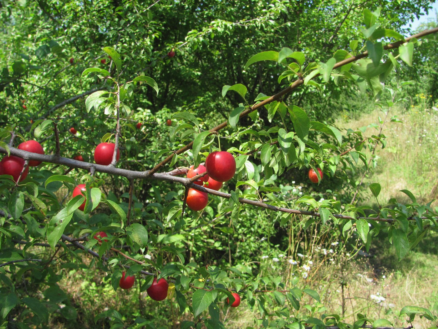 Изображение особи Prunus cerasifera.