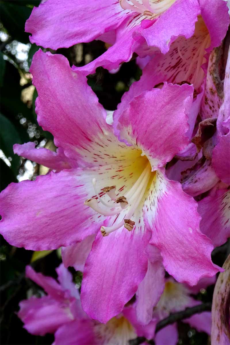 Image of Ceiba pubiflora specimen.