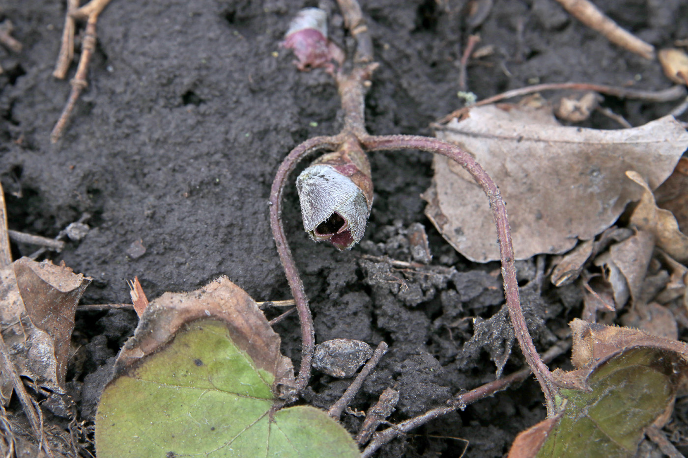 Изображение особи Asarum europaeum.