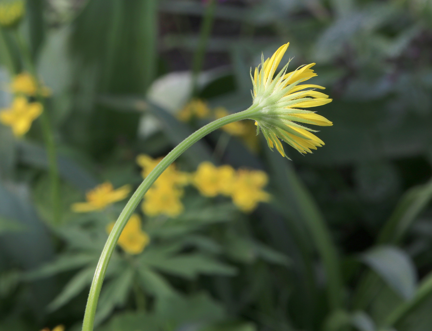 Image of Doronicum orientale specimen.