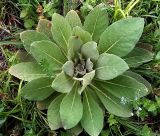 Verbascum thapsus. Розетка прикорневых листьев. Чувашия, окр. г. Шумерля, вырубка за Низким полем. 25 мая 2005 г.