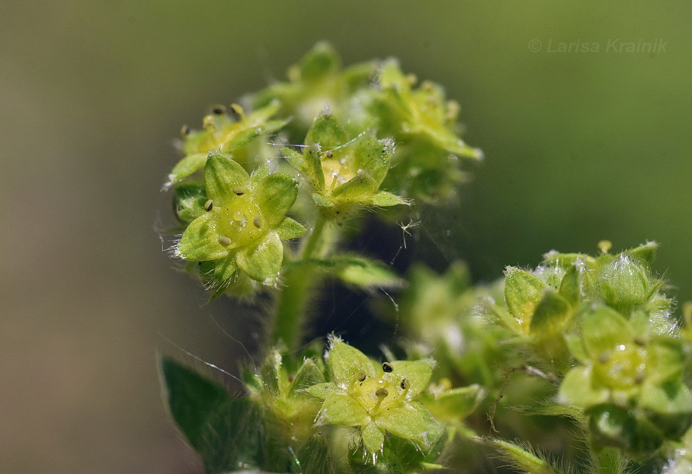 Image of genus Alchemilla specimen.