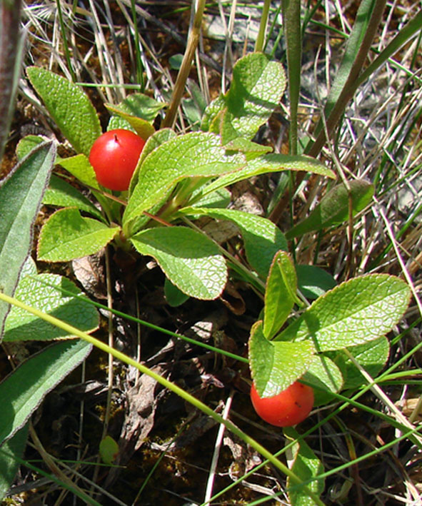 Image of Arctous erythrocarpa specimen.