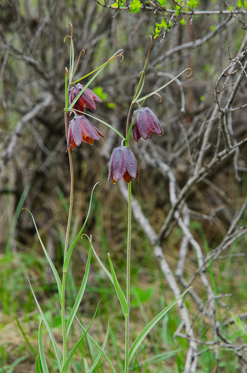 Image of Fritillaria ruthenica specimen.