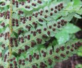 Смотреть изображение Polystichum polyblepharum