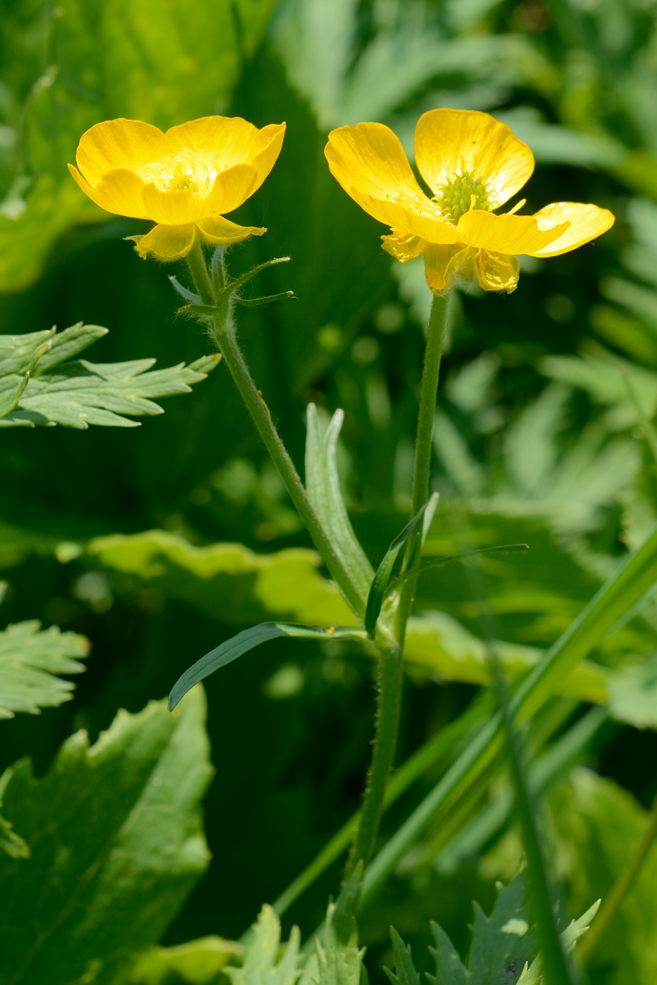 Изображение особи род Ranunculus.