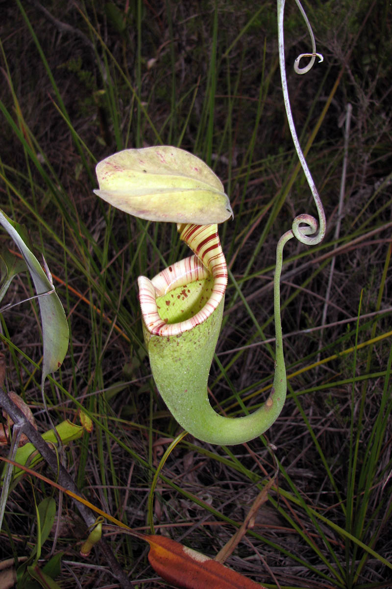 Изображение особи Nepenthes stenophylla.