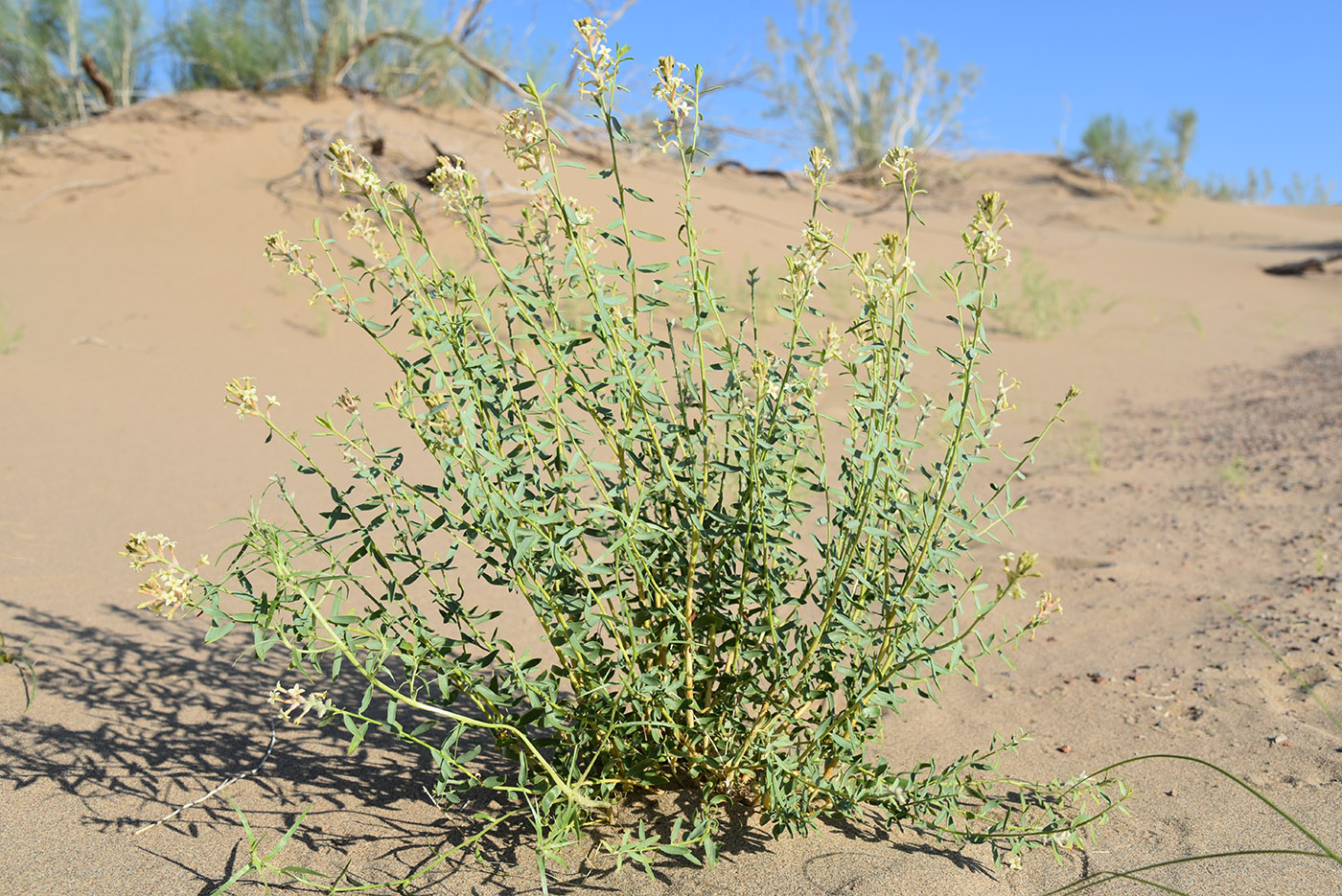 Image of Dendrostellera ammodendron specimen.