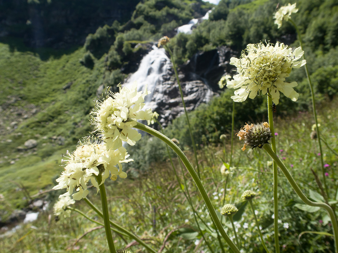 Изображение особи Cephalaria gigantea.