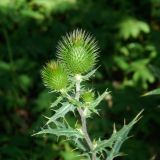 Смотреть изображение род Carduus