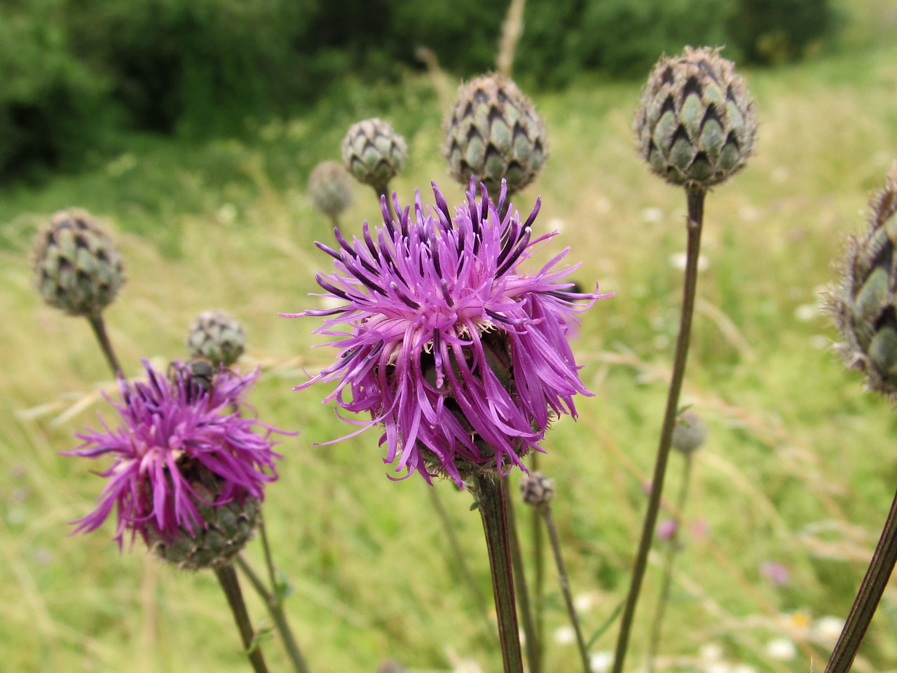 Изображение особи Centaurea scabiosa.