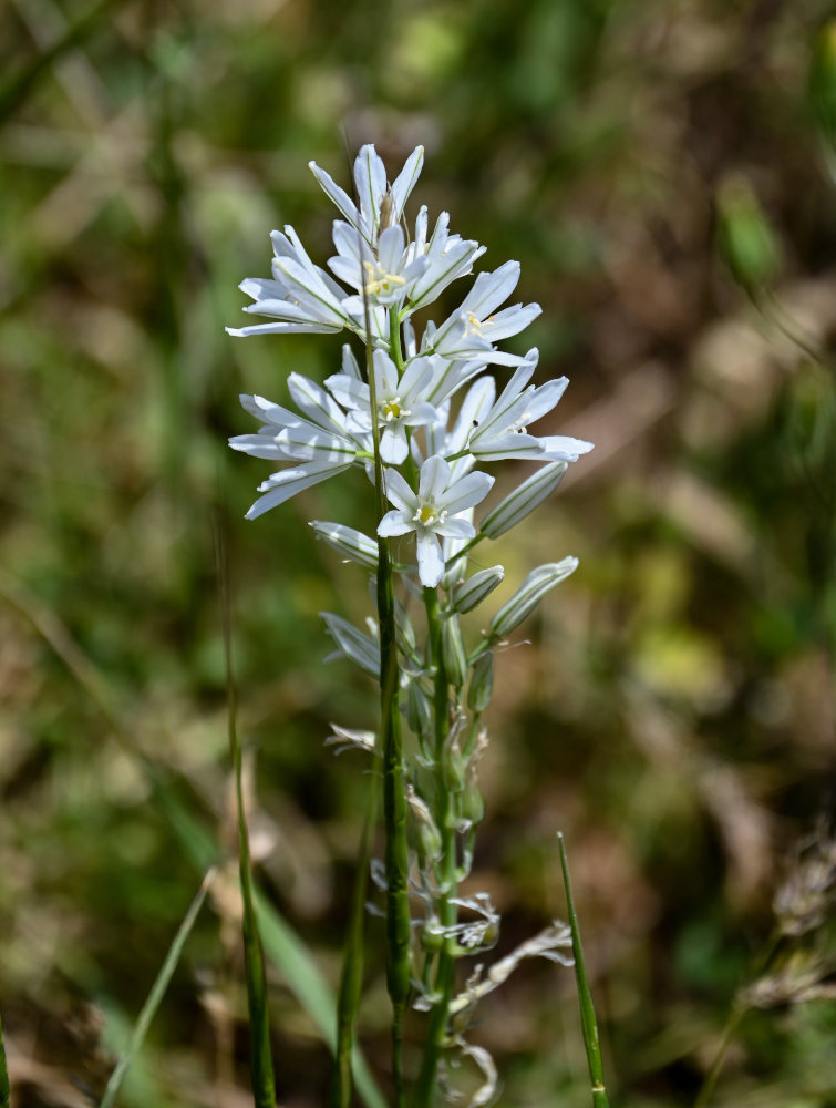 Image of genus Ornithogalum specimen.