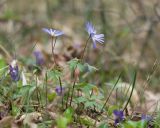 Anemone banketovii. Цветущие растения. Краснодарский край, Крымский р-н, окр. станицы Неберджаевская, ур. Малый Яр, буково-грабово-дубовый лес. 02.04.2023.