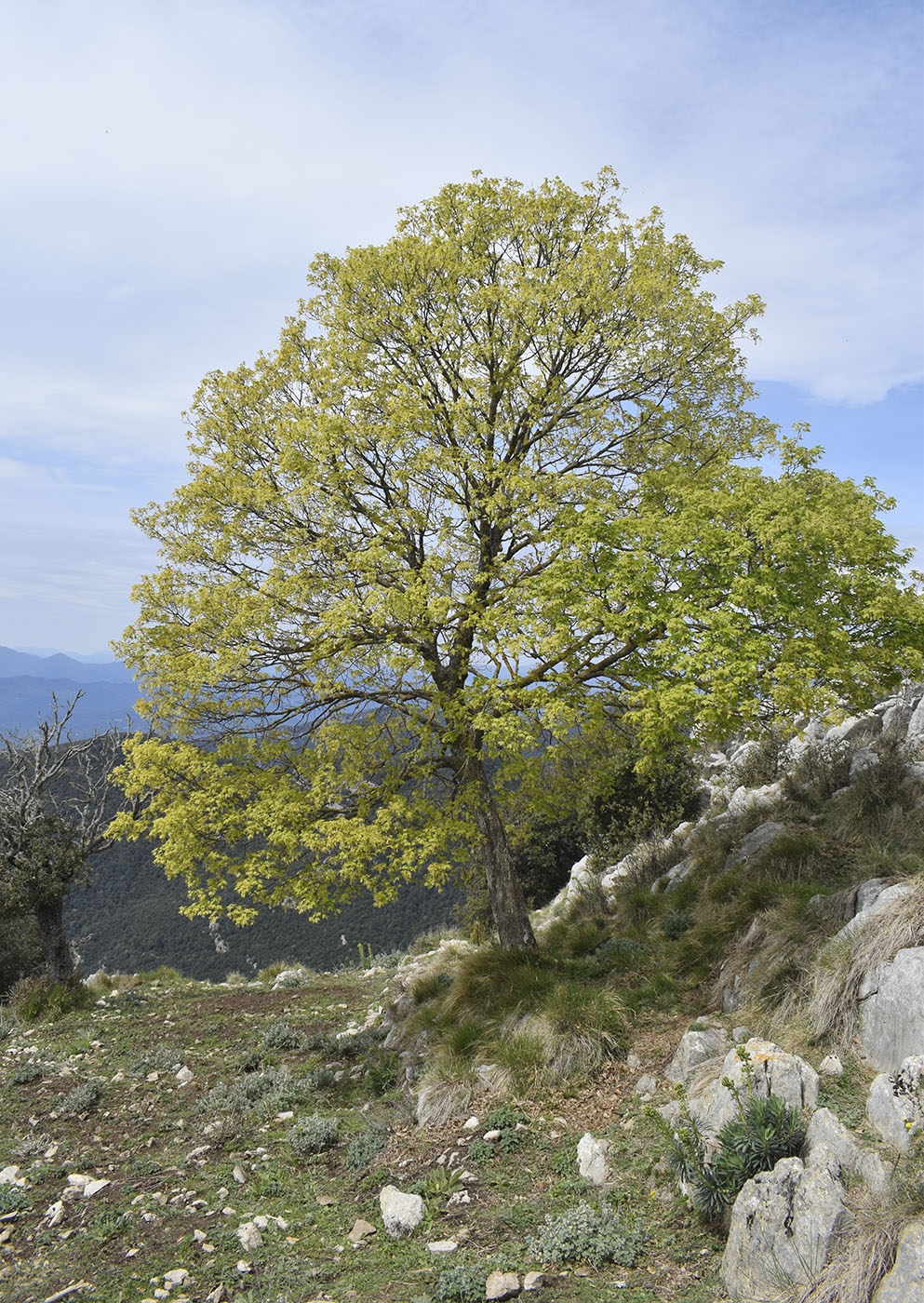 Image of Acer opalus specimen.