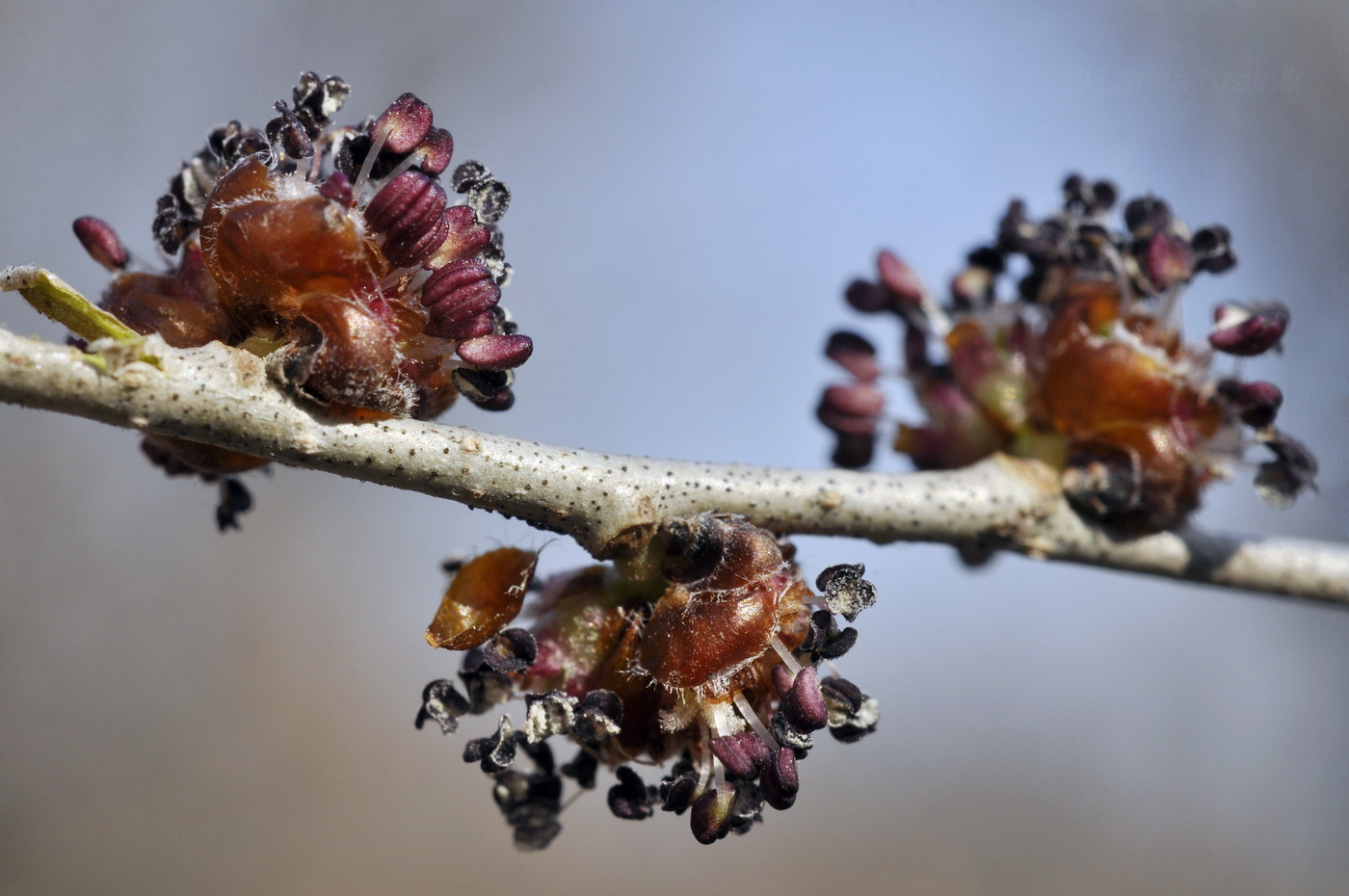 Image of genus Ulmus specimen.