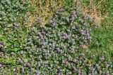 Trifolium tomentosum. Цветущие растения. Египет, мухафаза Асуан, г. Асуан, на газоне. 03.05.2023.
