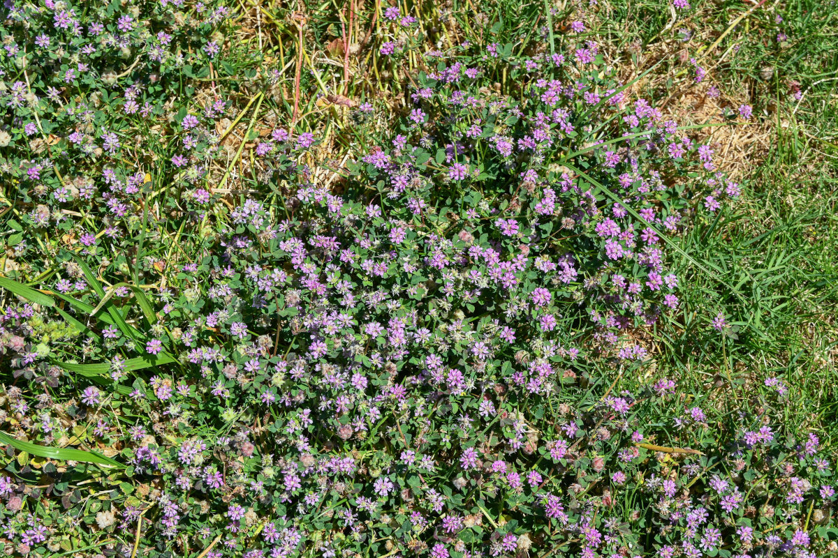 Image of Trifolium tomentosum specimen.