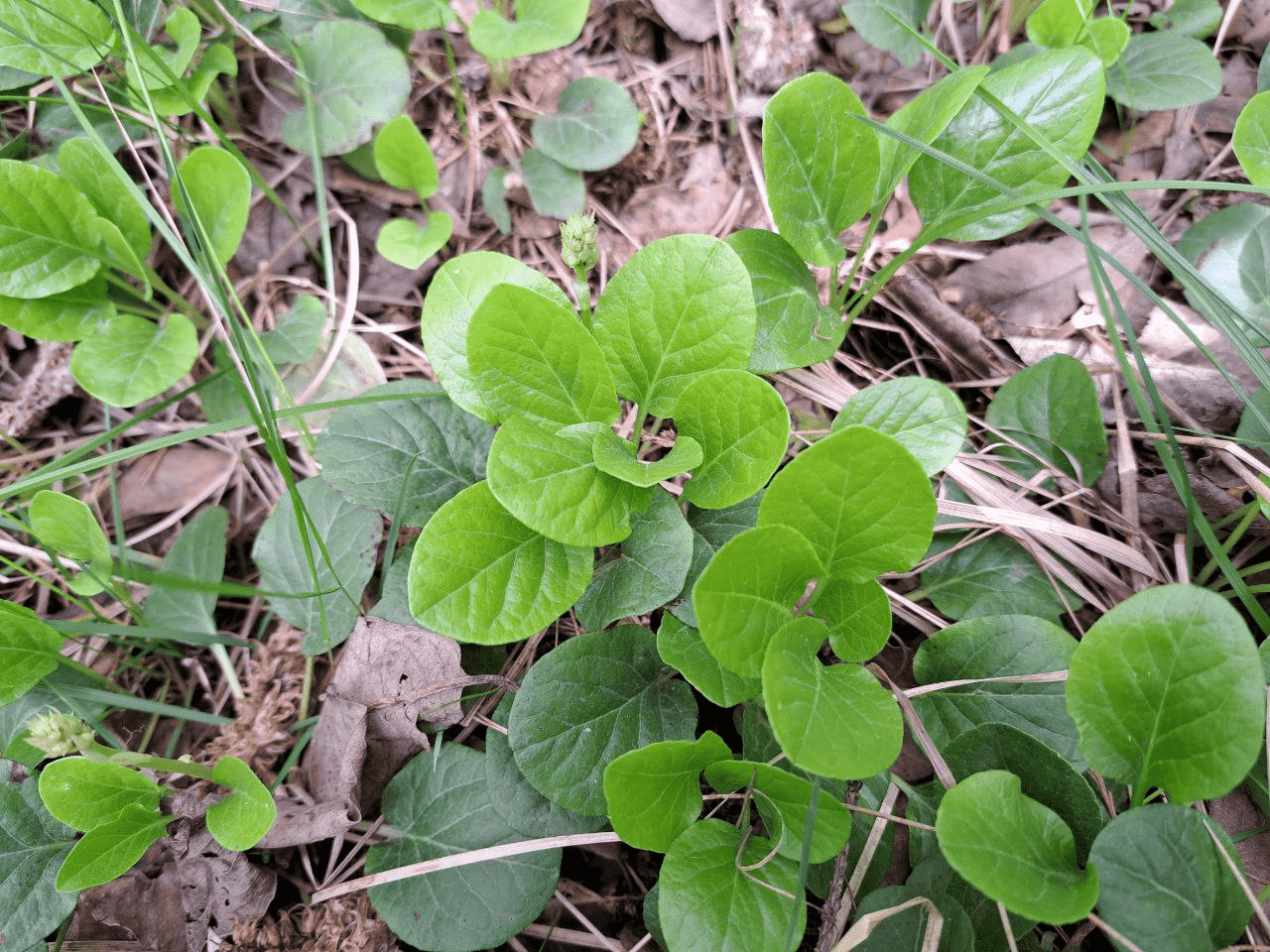 Изображение особи Pyrola rotundifolia.